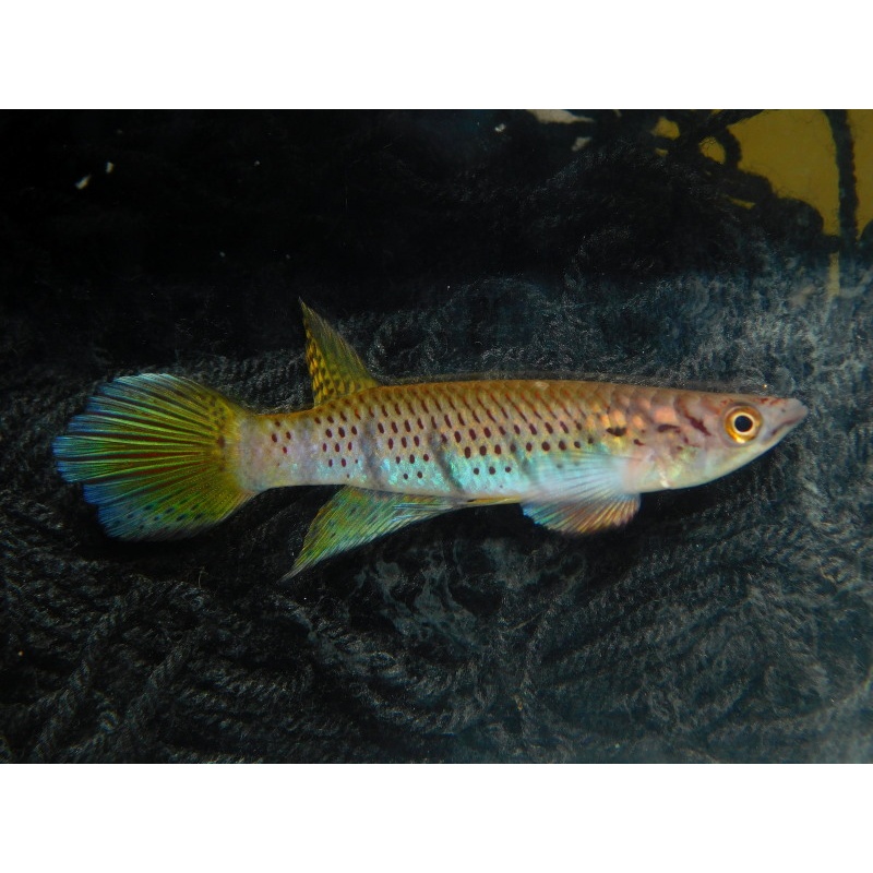 Epiplatys sexfasciatus Lobe 2018 +30 eggs
