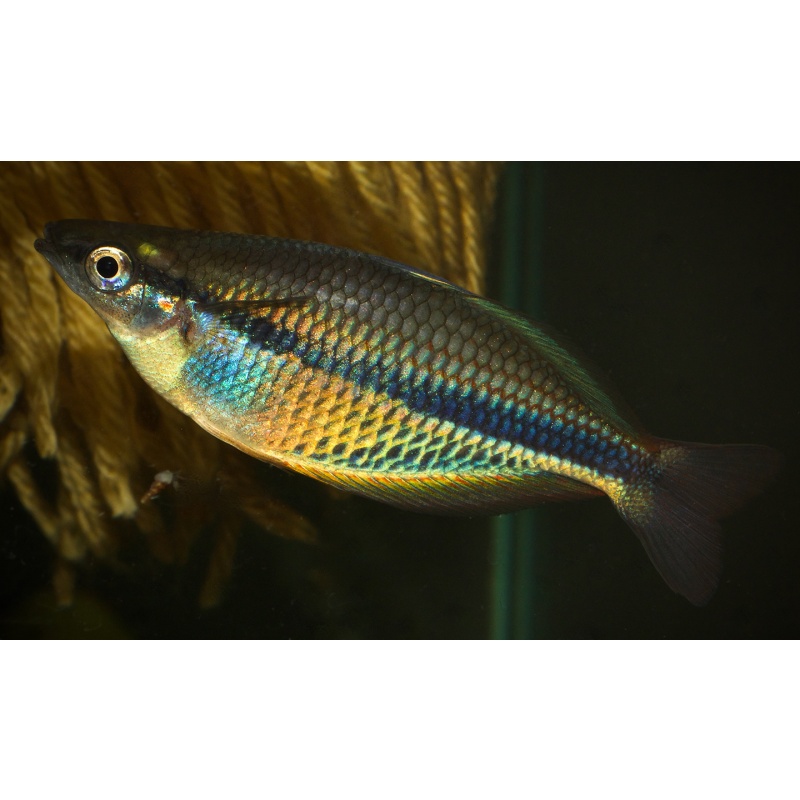8 juvenile Melanotaenia etnaensis, super rare