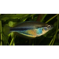 8 juvenile Melanotaenia etnaensis, super rare