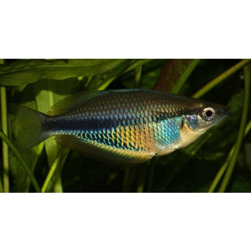 8 juvenile Melanotaenia etnaensis, super rare