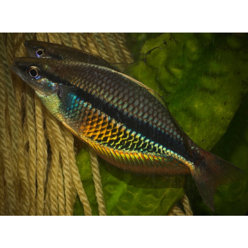 8 juvenile Melanotaenia etnaensis, super rare