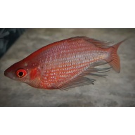8 juvenile F2 Glossolepis multisquamata 1.5 to 2 inches in size