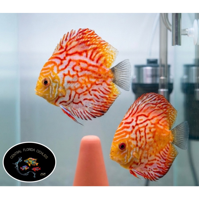 Yellow Checkerboard Panda Discus [Breeding Pair]
