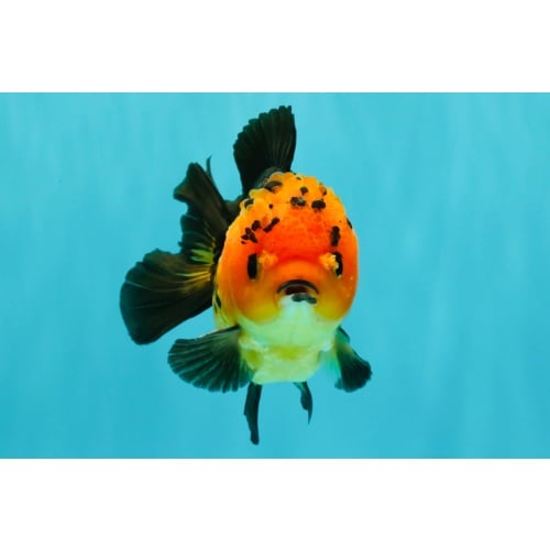 SPECIAL A Grade Apache Yuanbao Male 5-5.5 inches