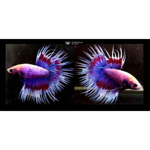 FANCY APACHE CROWNTAIL!! #1 (Shipping Cost Included in Price)