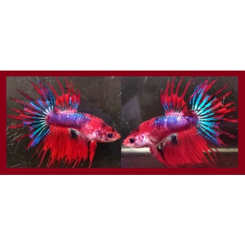 FANCY CROWNTAIL MULTICOLOR!! #1 (Shipping Cost Included in Price)