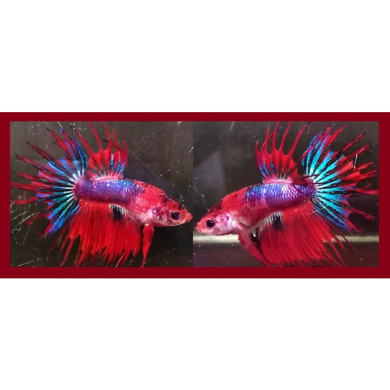 FANCY CROWNTAIL MULTICOLOR!! #1 (Shipping Cost Included in Price)