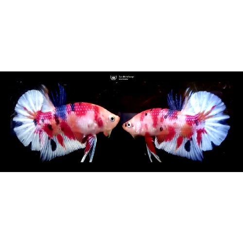 FANCY KOI MULTICOLOR!! #1 (Shipping Cost Included in Price)
