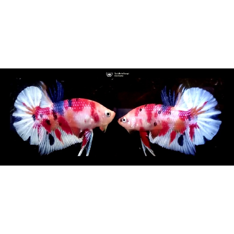 FANCY KOI MULTICOLOR!! #1 (Shipping Cost Included in Price)