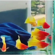 Variatus sunrise hifin pair