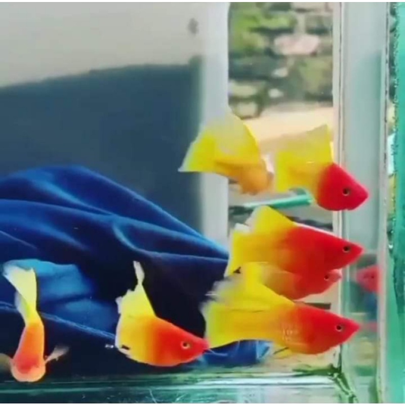Variatus sunrise hifin pair