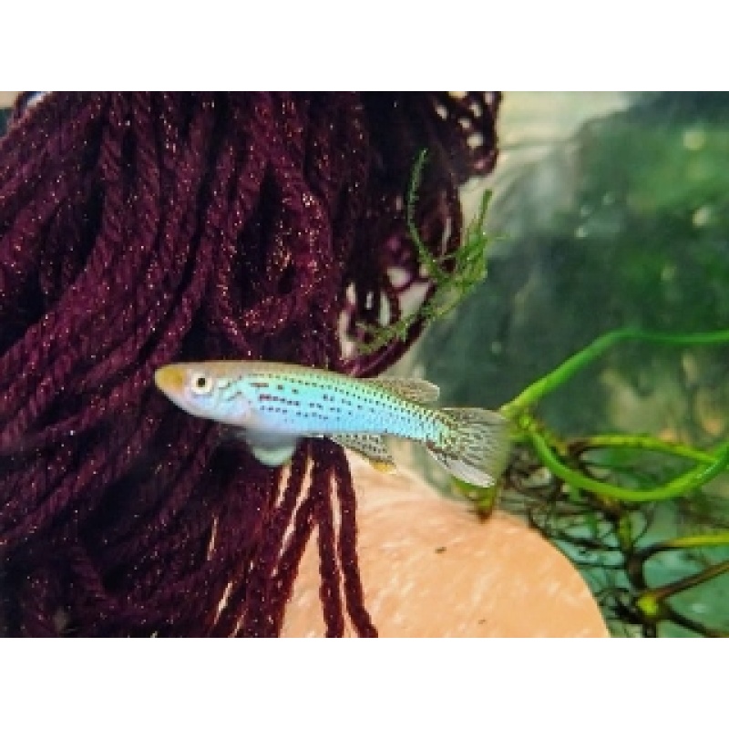 Aphyosemion cameronense AVK 2022/8  40 eggs