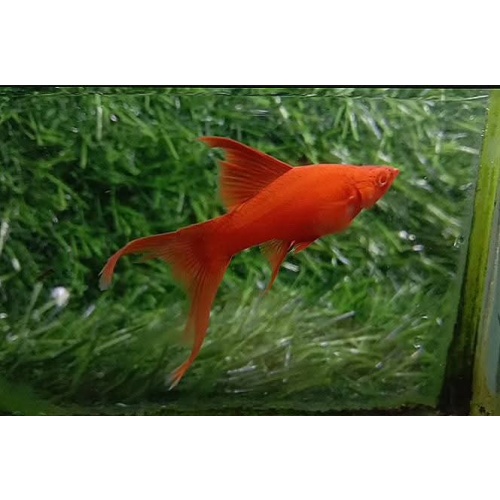 Pair. Blood red double swordtail/ lyretail