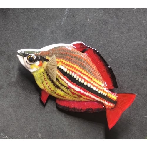 "Goyder River" male rainbowfish Polymer Clay Fish Magnet