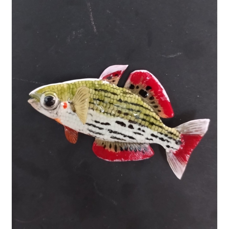"Eubenangee Swamp" male rainbowfish Polymer Clay Fish Magnet