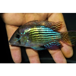 Fishfarmusa