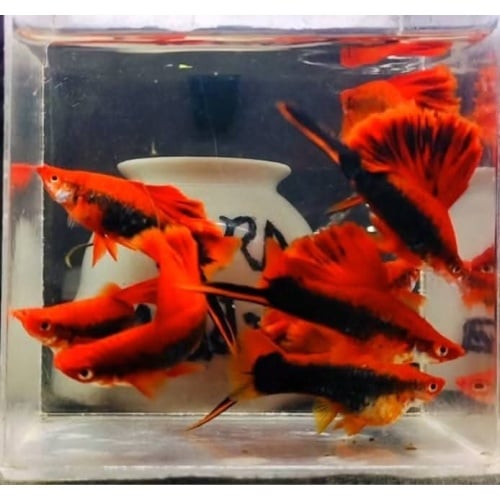 Pair Red Tuxedo Couliflower