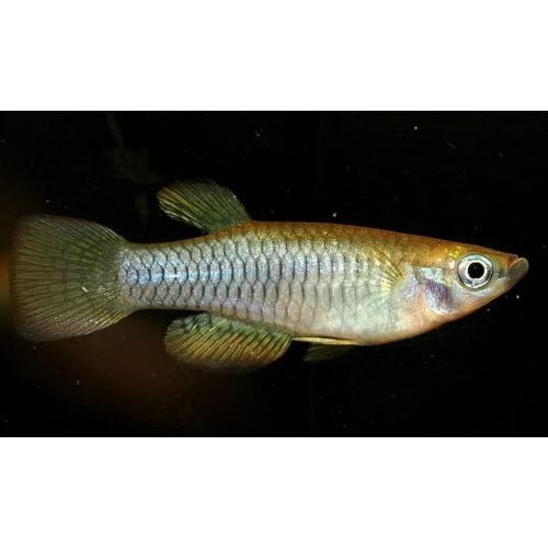 Rhexipanchax lamberti CIR2024 20 eggs