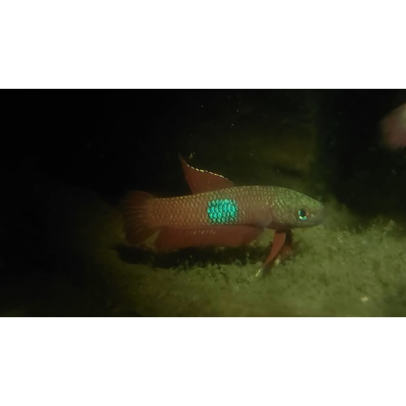 protect from extinction wild betta brownorum pair