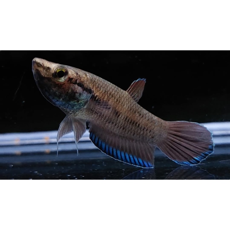 protect from extinction wild betta falx pair