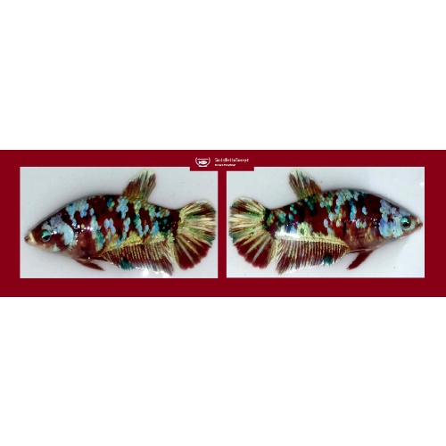 FEMALE BARONGSAY!! #1 (Shipping Cost Included in Price)
