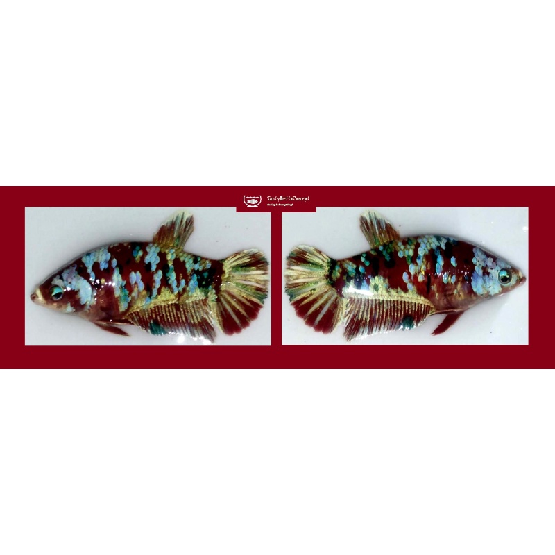FEMALE BARONGSAY!! #1 (Shipping Cost Included in Price)