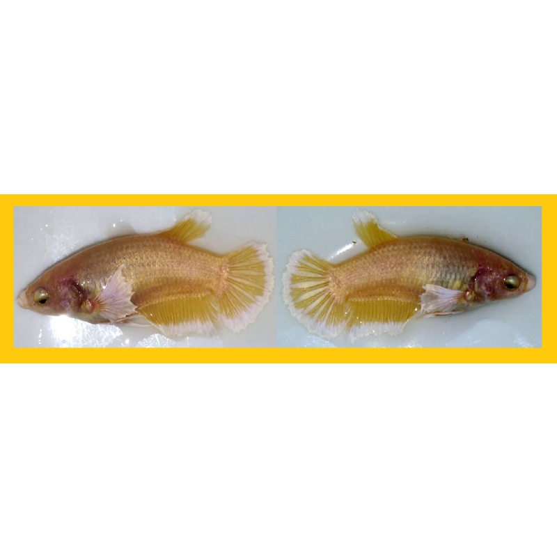 FEMALE GOLDEN BIG EAR!! #1 (Shipping Cost Included in Price)