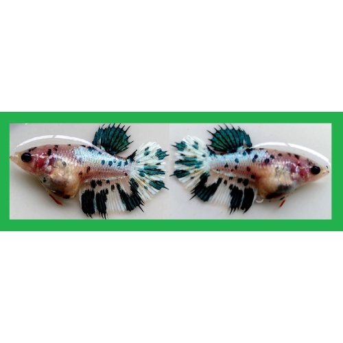 FEMALE CROWNTAIL MARBLE!! #1 (Shipping Cost Included in Price)