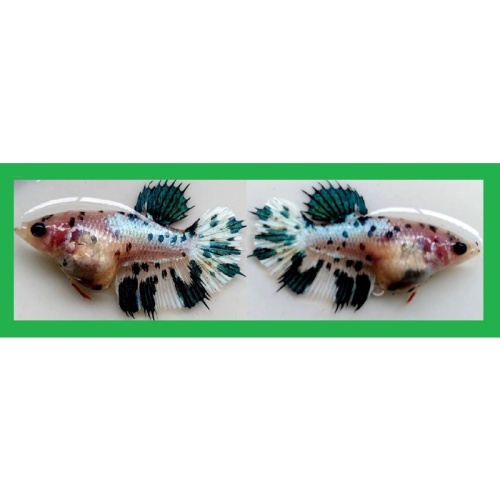 FEMALE CROWNTAIL MARBLE!! #1 (Shipping Cost Included in Price)