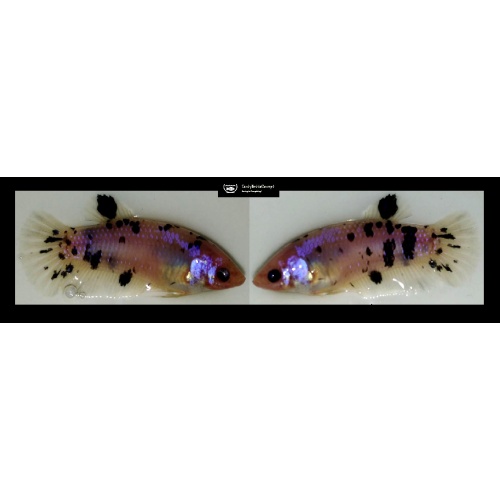 FEMALE GIANT MARBLE!! #1 (Shipping Cost Included in Price)