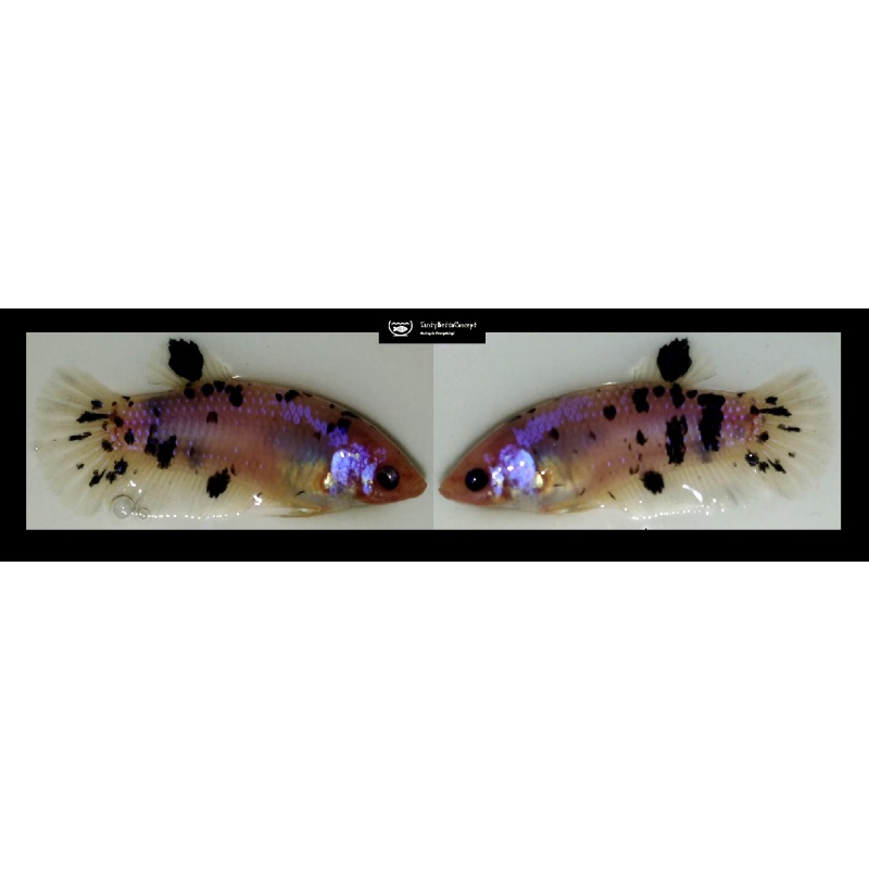 FEMALE GIANT MARBLE!! #1 (Shipping Cost Included in Price)