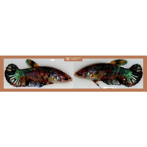 FEMALE GIANT MARBLE FANCY METALLIC!! #1 (Shipping Cost Included in Price)