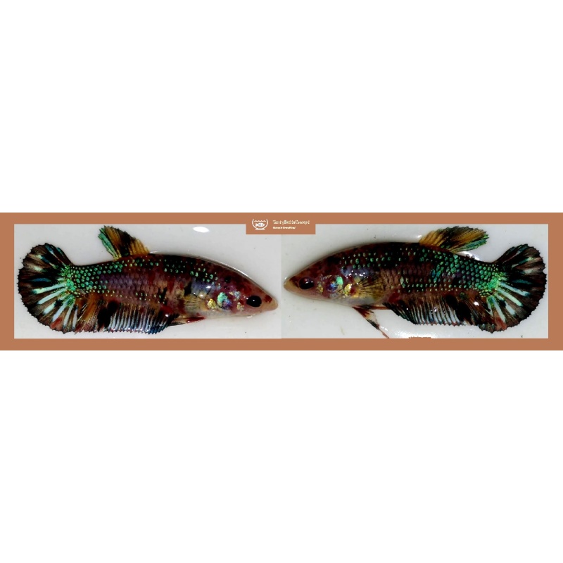 FEMALE GIANT MARBLE FANCY METALLIC!! #1 (Shipping Cost Included in Price)