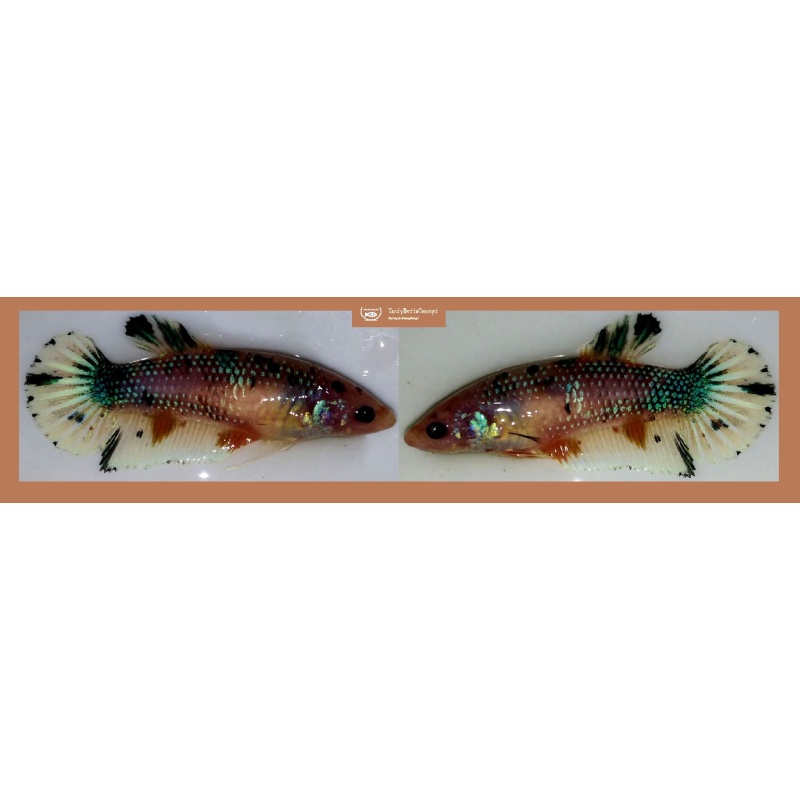 FEMALE GIANT MARBLE KOI METALLIC!! #1 (Shipping Cost Included in Price)