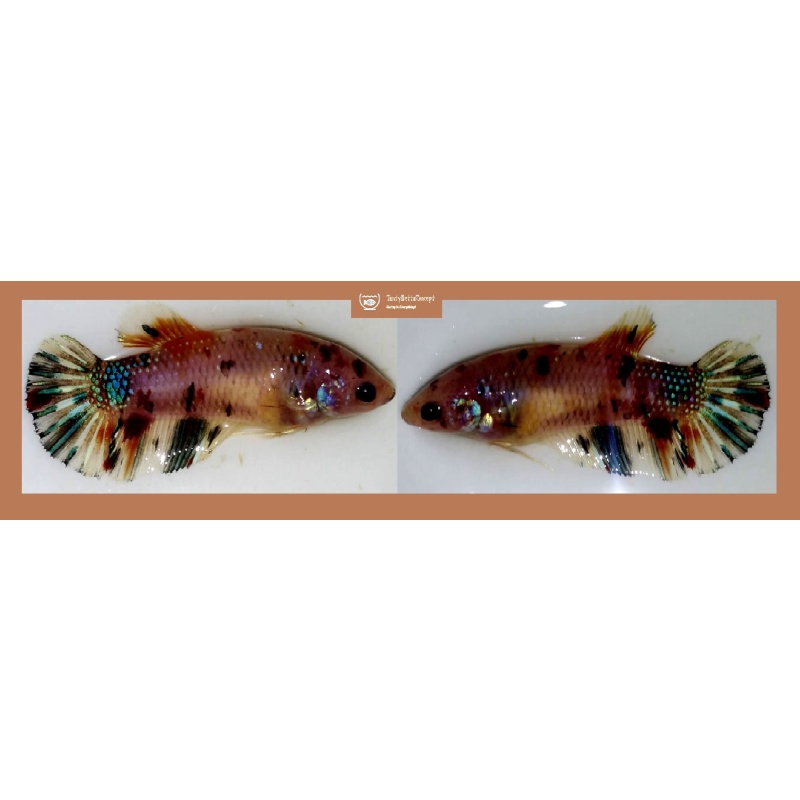 FEMALE GIANT MARBLE KOI METALLIC!! #1 (Shipping Cost Included in Price)