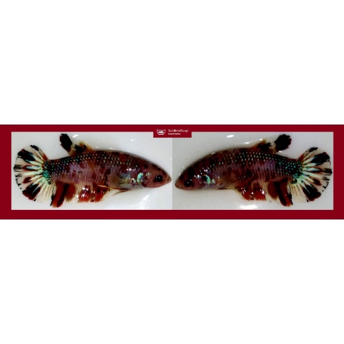 FEMALE GIANT MARBLE KOI METALLIC!! #1 (Shipping Cost Included in Price)