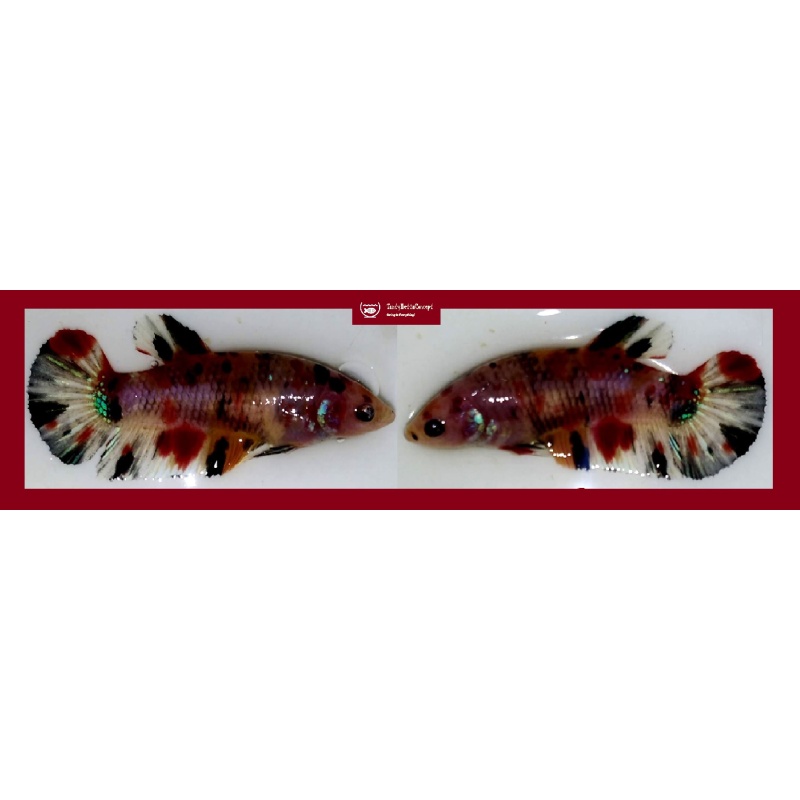 FEMALE GIANT MARBLE KOI METALLIC!! #1 (Shipping Cost Included in Price)