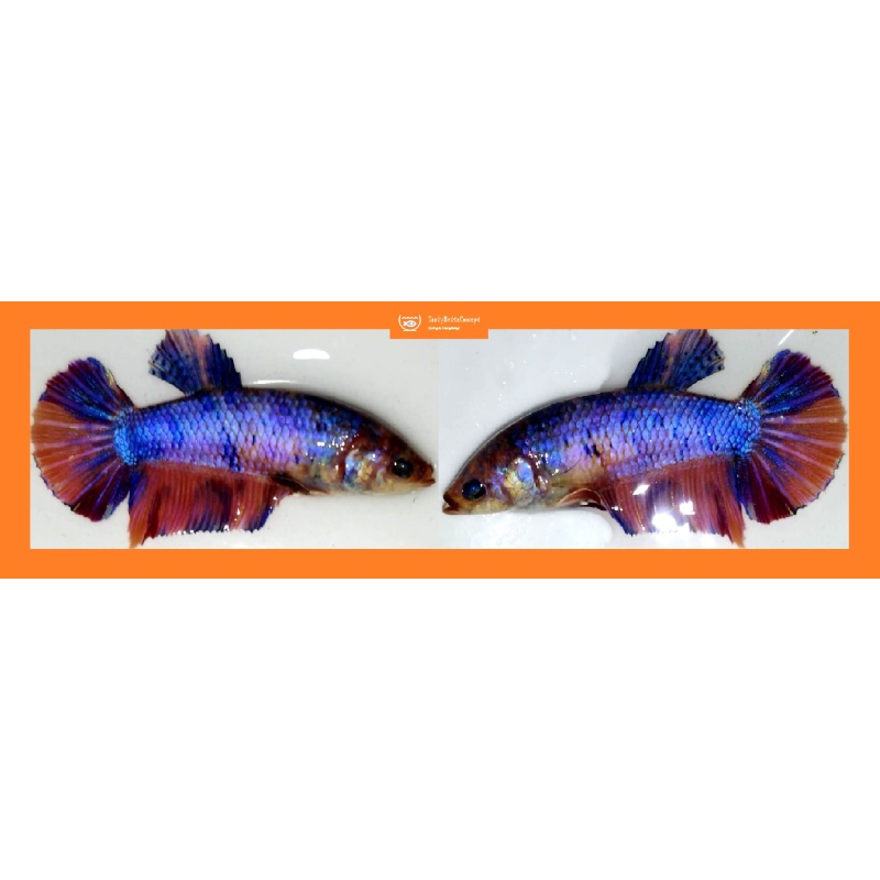 FEMALE GIANT NEMO FANCY!! #1 (Shipping Cost Included in Price)
