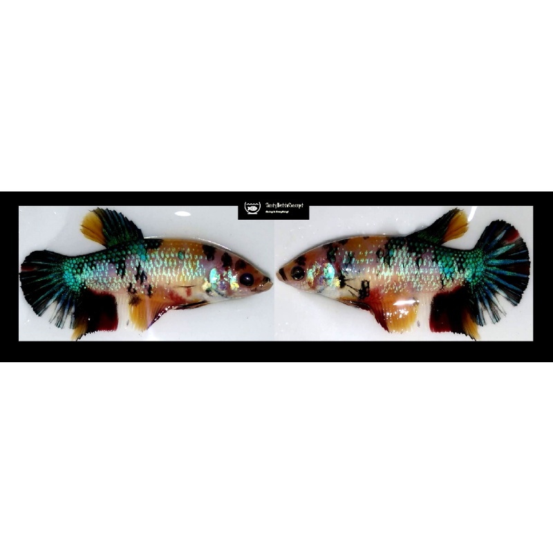 FEMALE GIANT NEMO FANCY KOI!! #1 (Shipping Cost Included in Price)