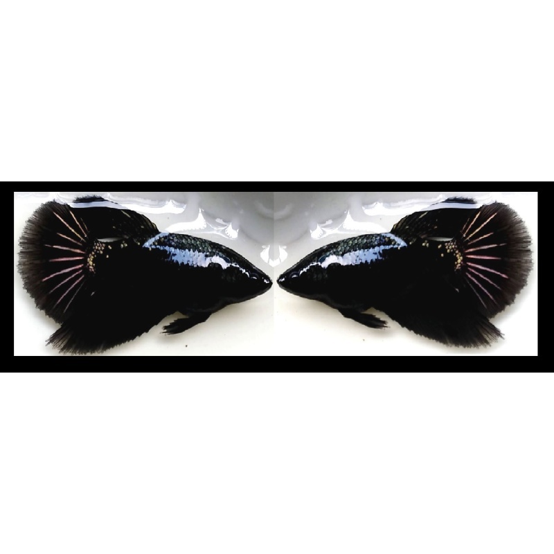 FEMALE HALFMOON AVATAR SERIES!! #3 (Shipping Cost Included in Price)