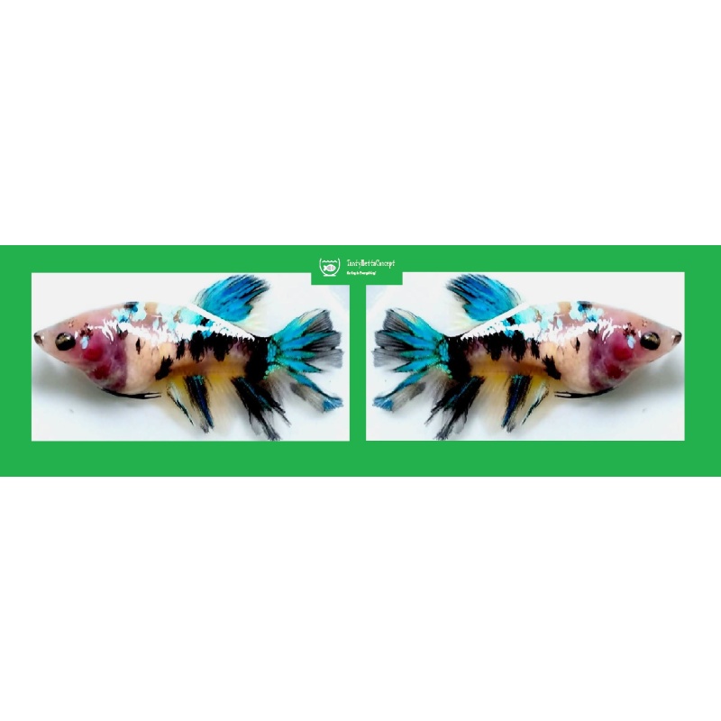ASSORTED FEMALE HALFMOON KOI/FANCY!! #1 (Shipping Cost Included in Price)