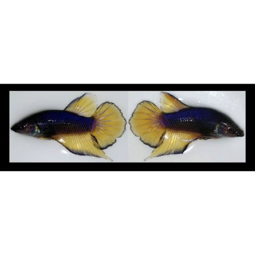 FEMALE HALFMOON MUSTARDGAS!! #1 (Shipping Cost Included in Price)