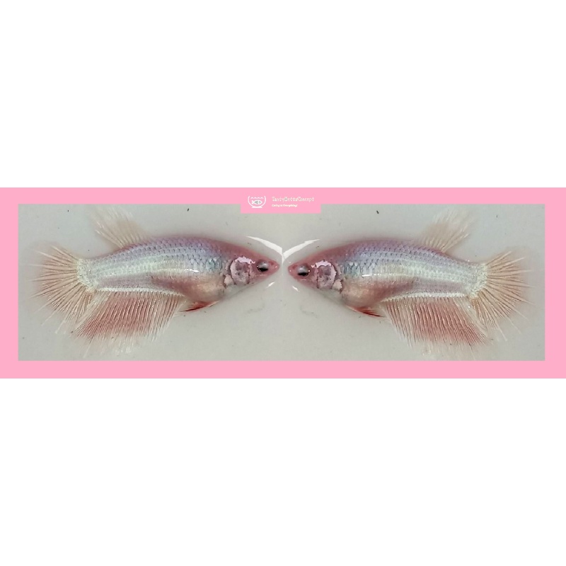 FEMALE HALFMOON PINK SAKURA!! #1 (Shipping Cost Included in Price)