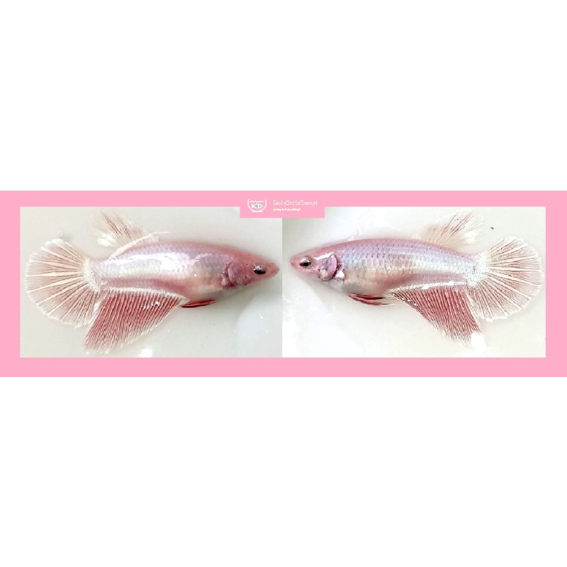 FEMALE HALFMOON PINK SAKURA!! #1 (Shipping Cost Included in Price)
