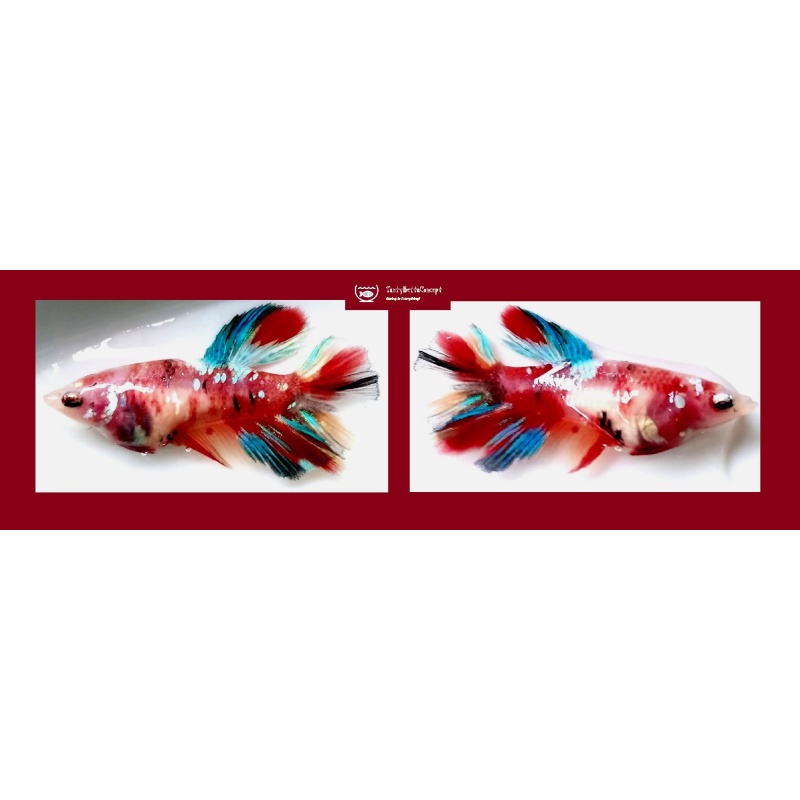 ASSORTED FEMALE HALFMOON KOI/FANCY!! #1 (Shipping Cost Included in Price)