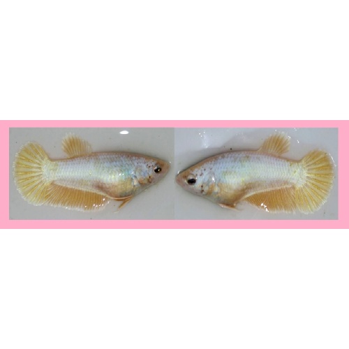 FEMALE PINK SAKURA!! #1 (Shipping Cost Included in Price)