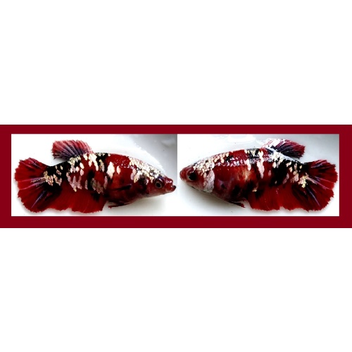 FEMALE RED BLACK GALAXY!! #1 (Shipping Cost Included in Price)