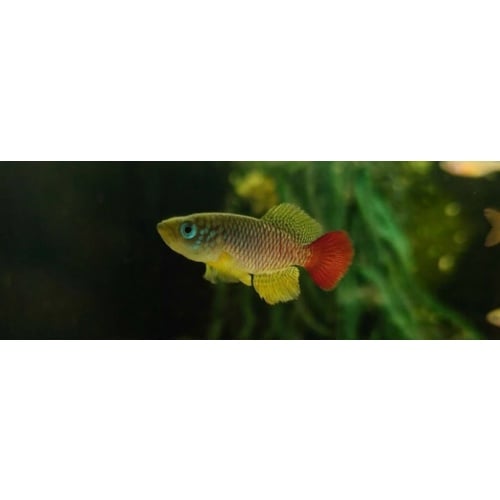 Nothobranchius - Foerschi 40+
