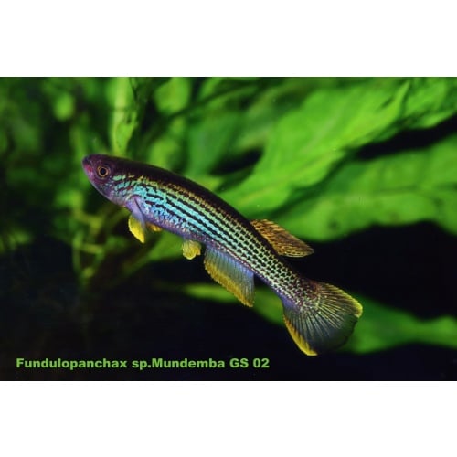 Fundulopanchax sp mundemba GS-02