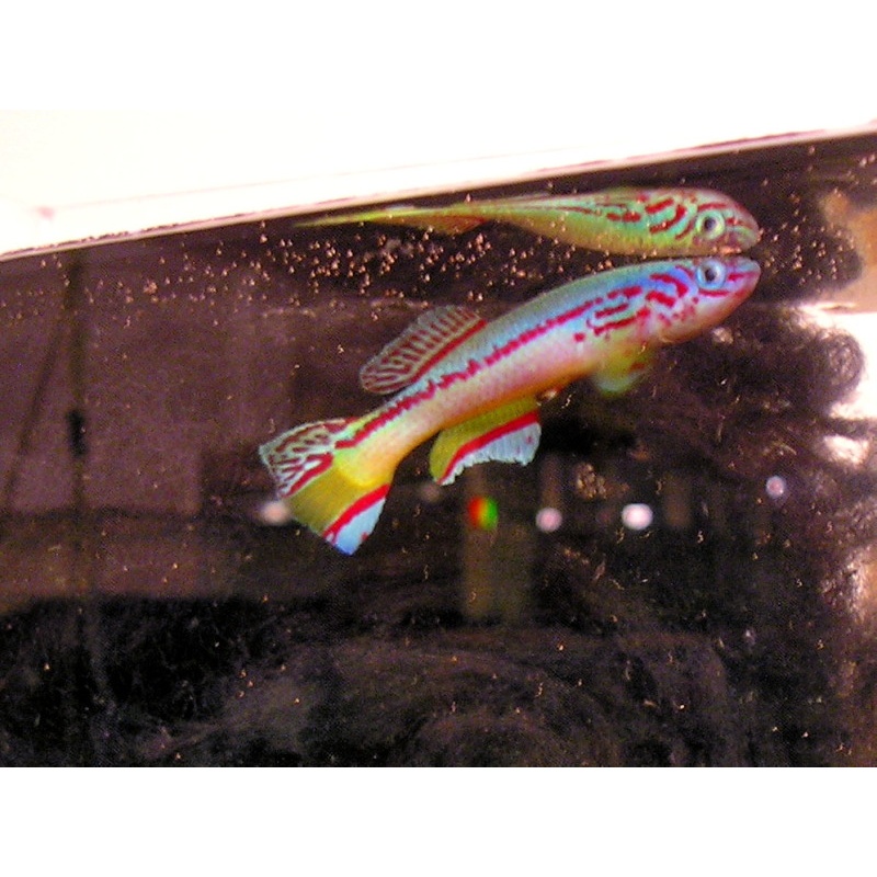 Fundulopanchax amieti Somakak +50 eggs
